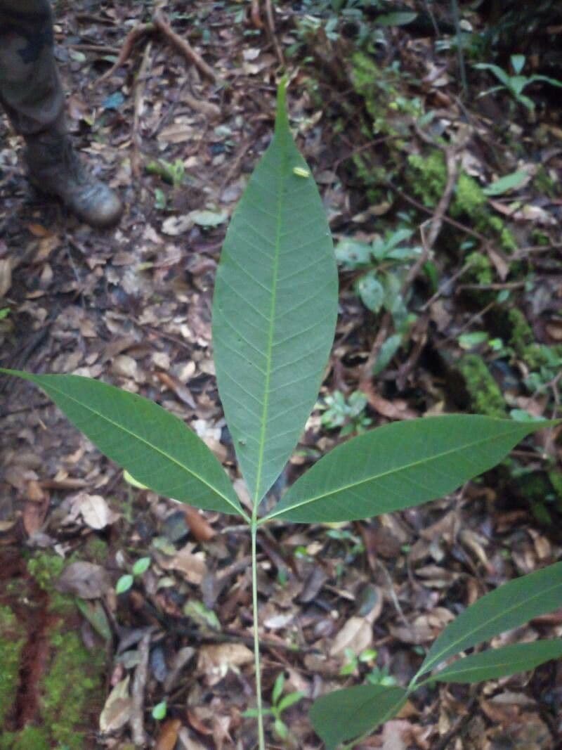 Hevea guianensis 3