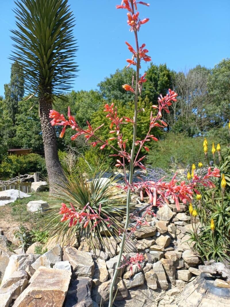 Hesperaloe 8