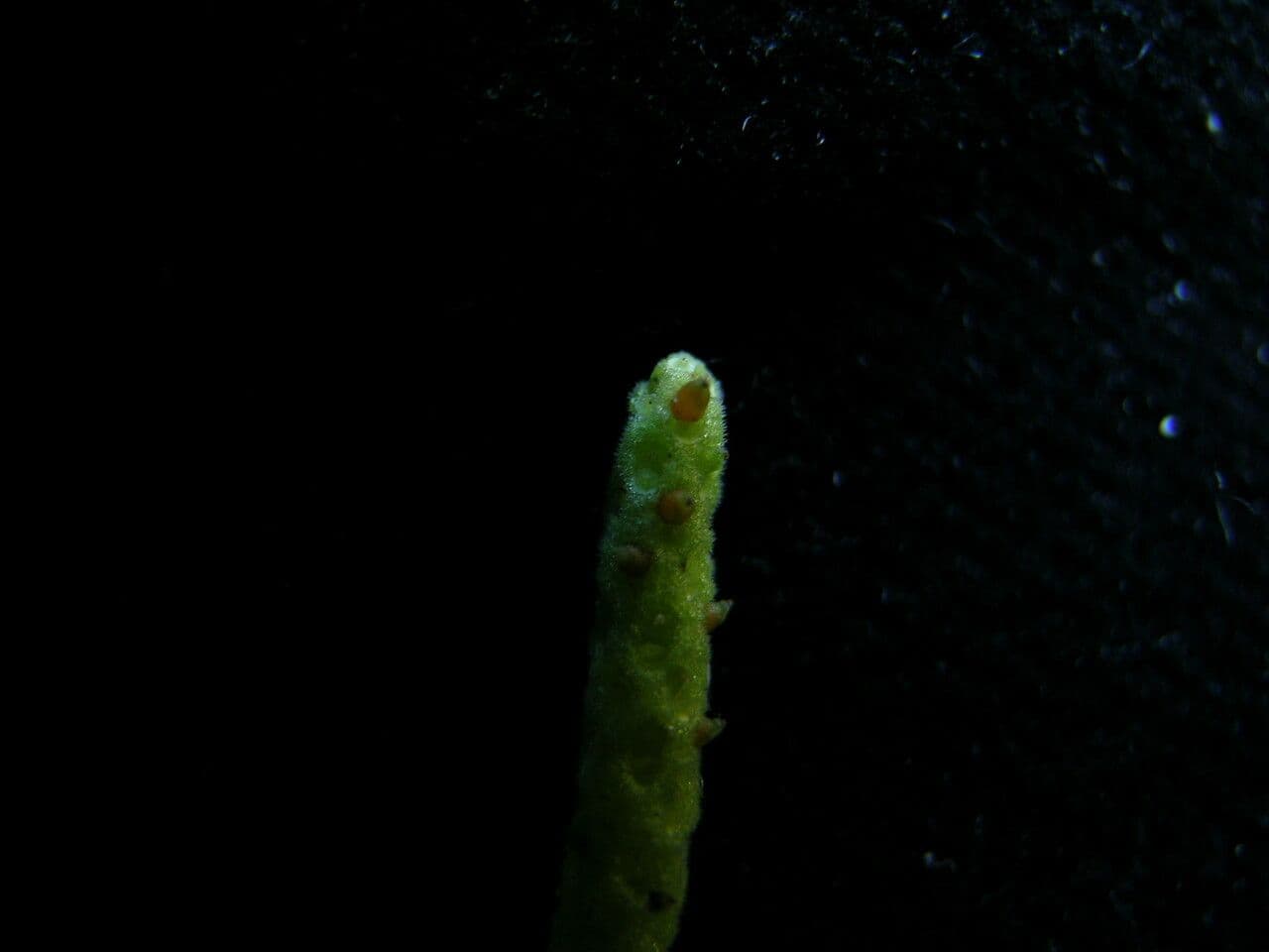 Peperomia 6