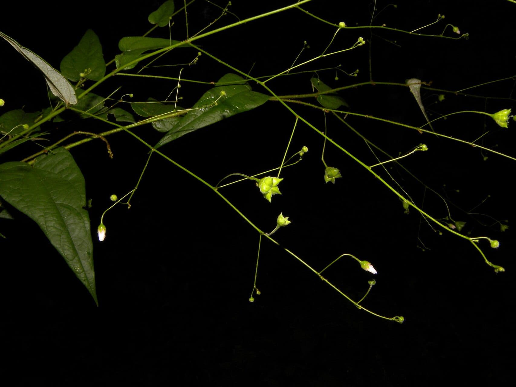 Periplocifolia-Wissadula 2