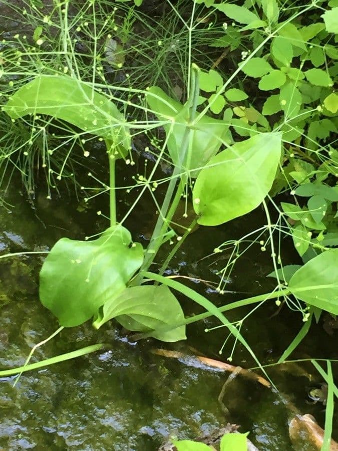 Alisma subcordatum 2