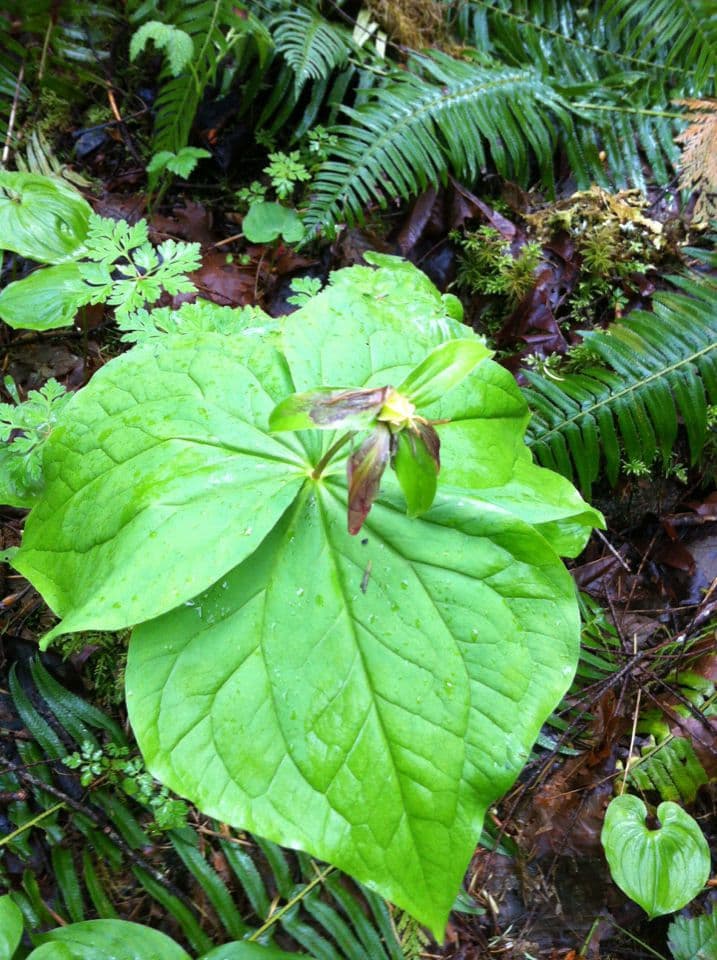 Trillium ovato 14