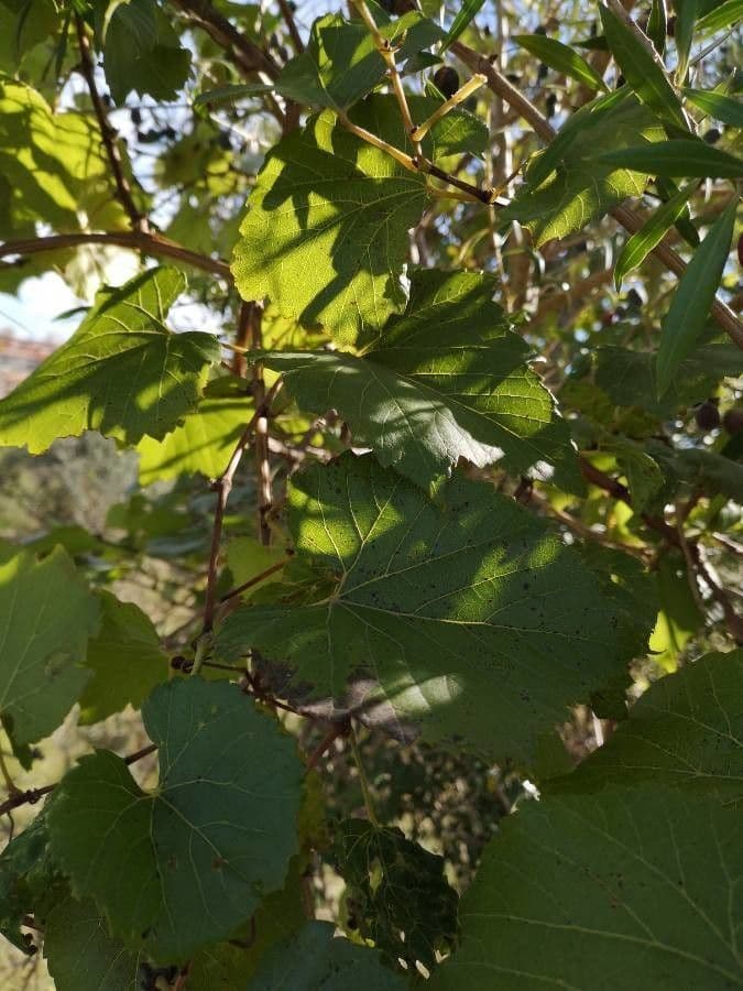 Vitis aestivalis 6