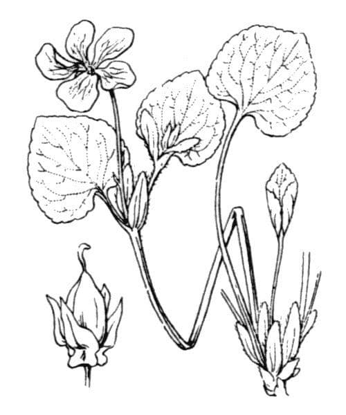 Viola mirabile 22