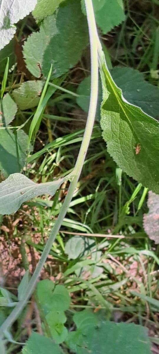 Náprstník červený 22