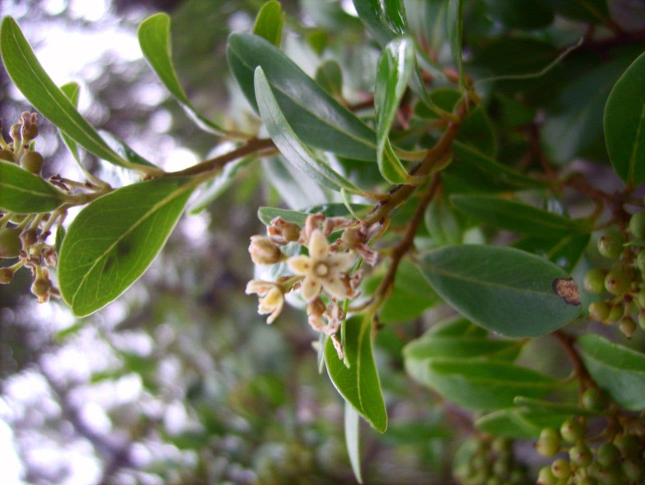 Embelia 7