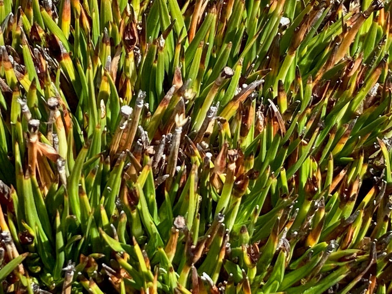 Oreobolus