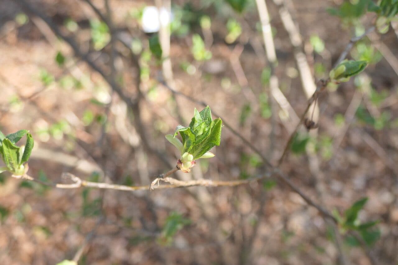 Enkianthus