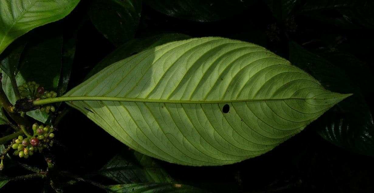 Besleria 10