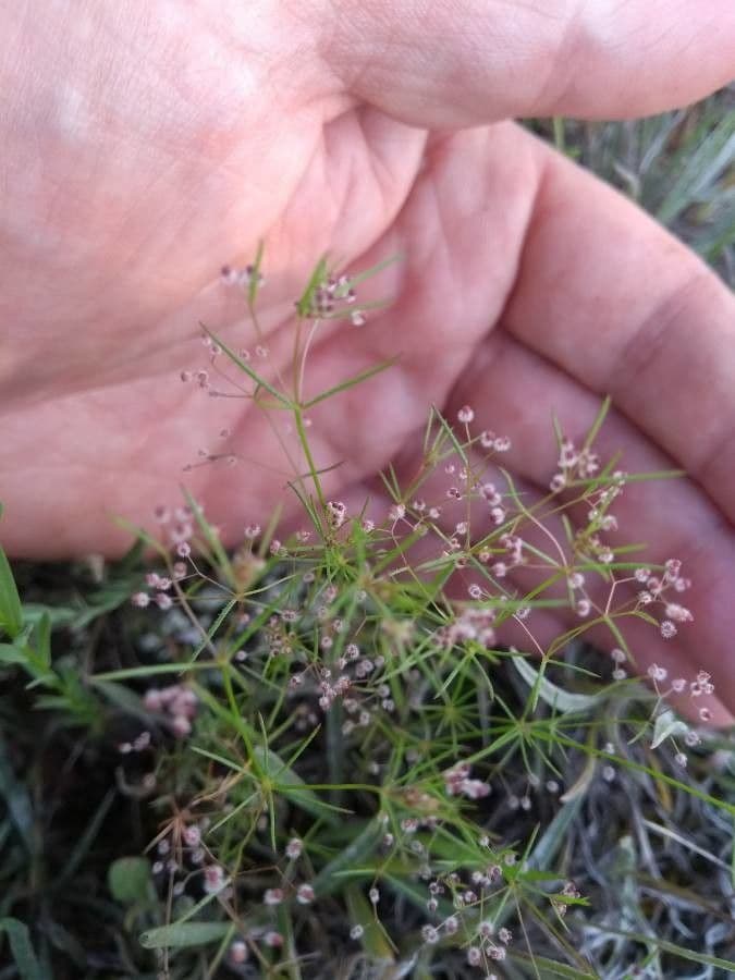 Rubiacea 2