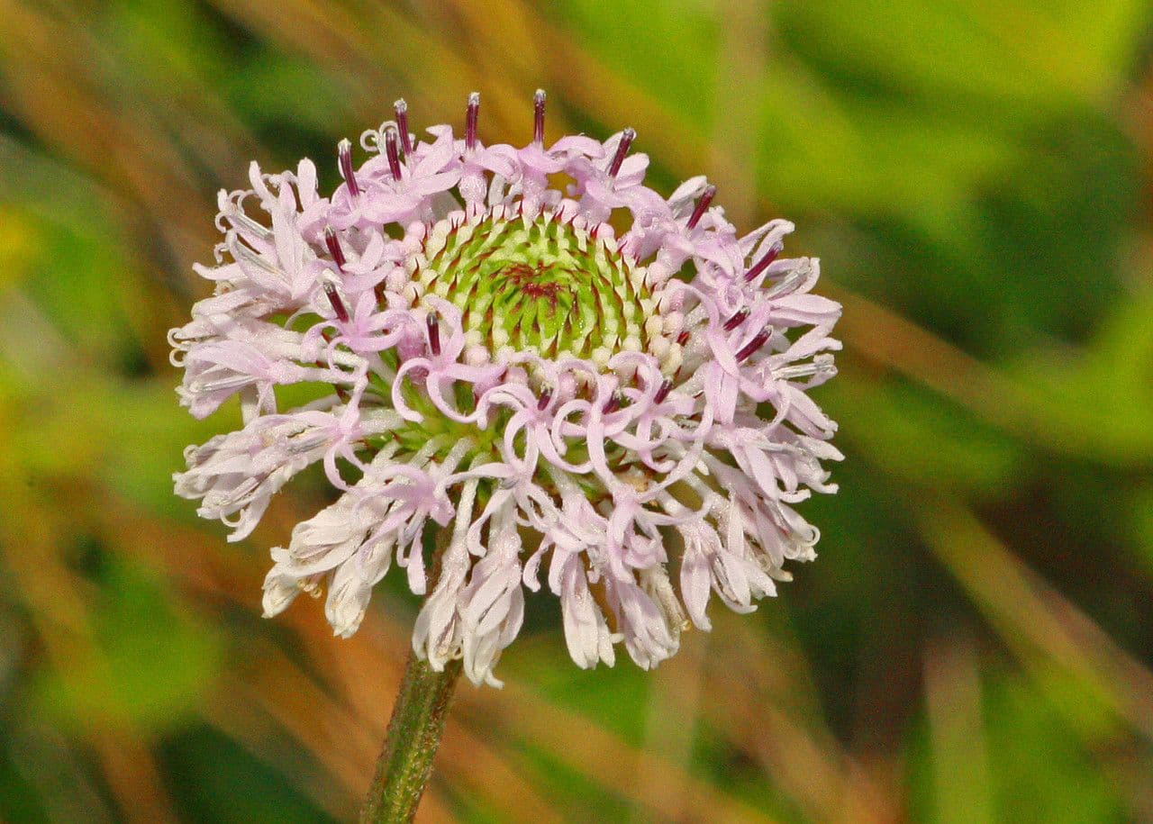 Marshallia 3