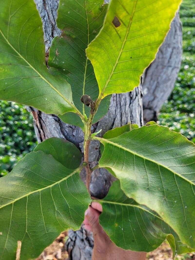 Curatella americana 18