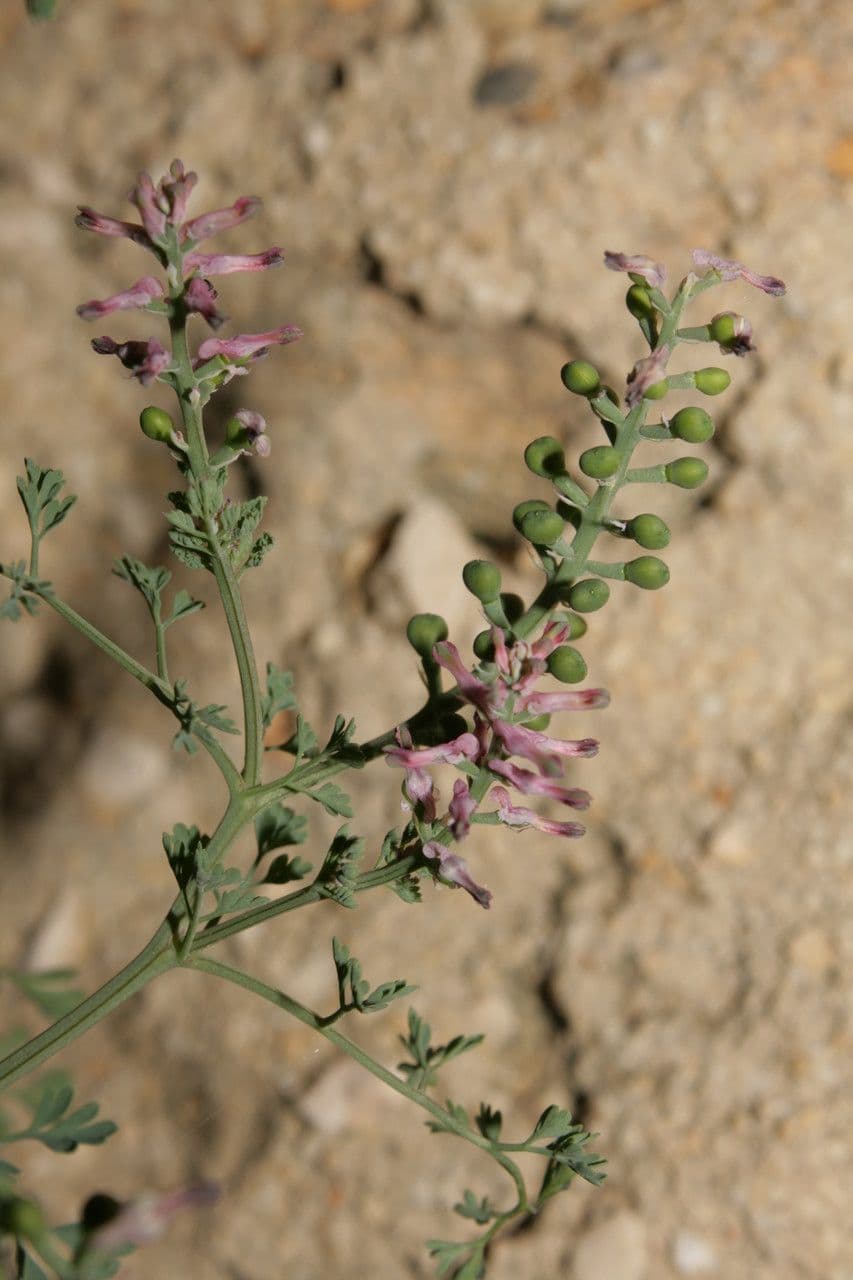 Fumaria di Vaillant 23