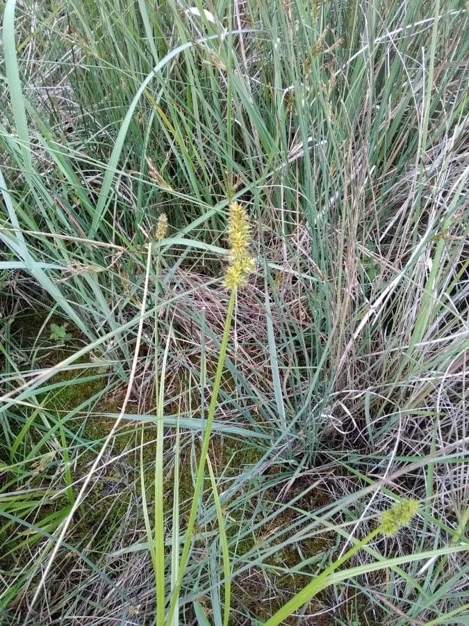 Carex vulpinoidea 9