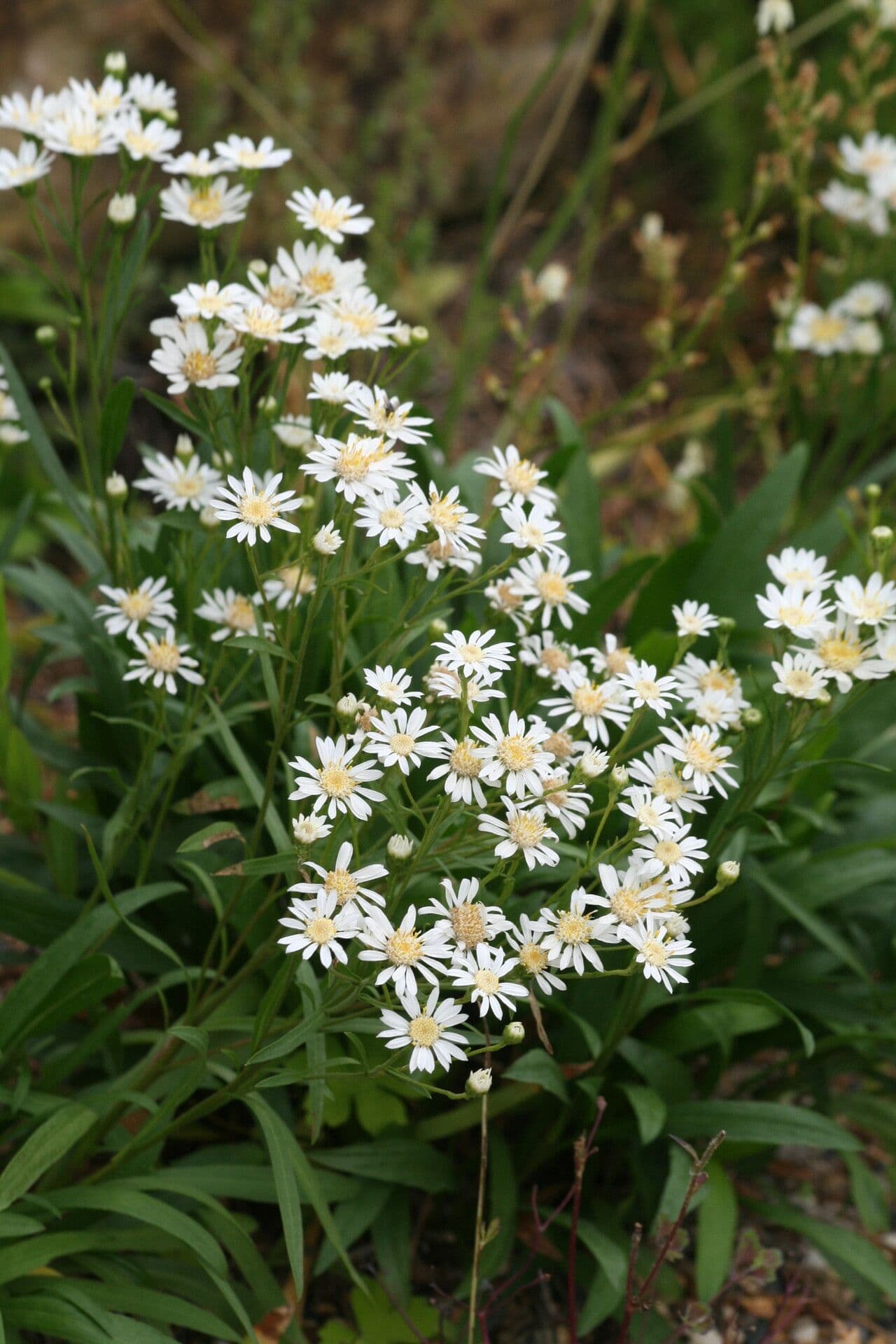 Solidago ptarmicoides 3