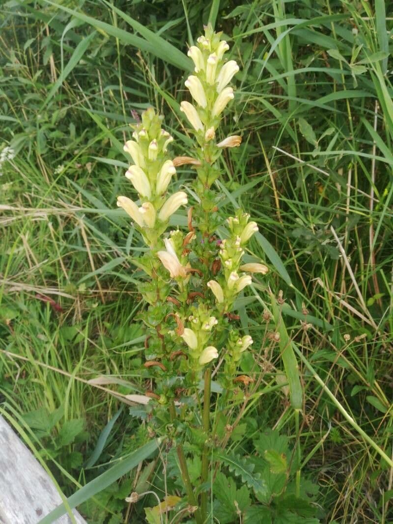 Pedicularis sceptrum-carolinum 7