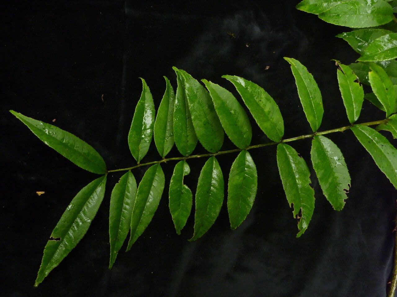 Zanthoxylum 6