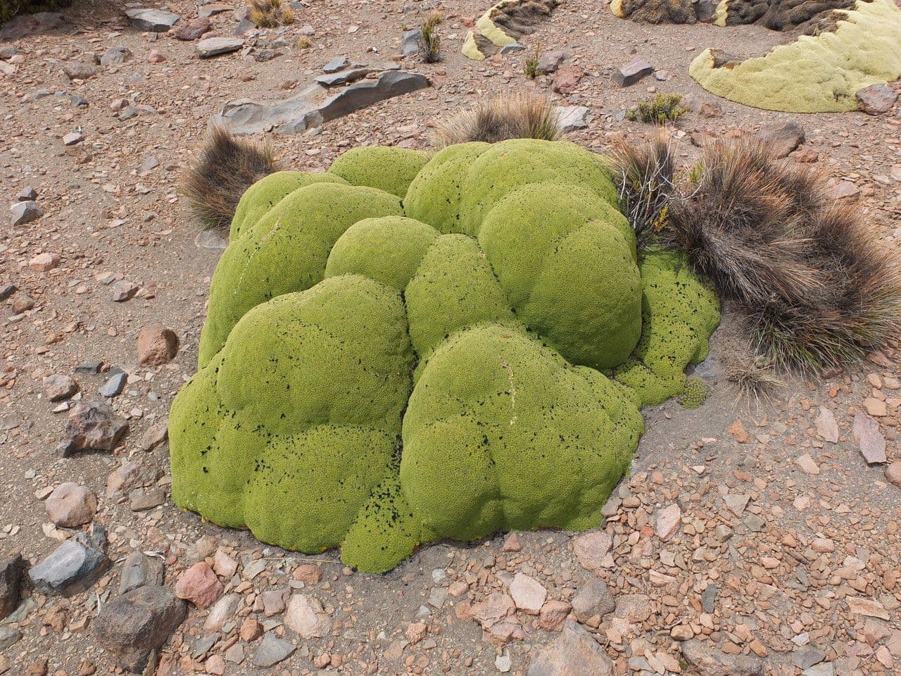 Azorella 17