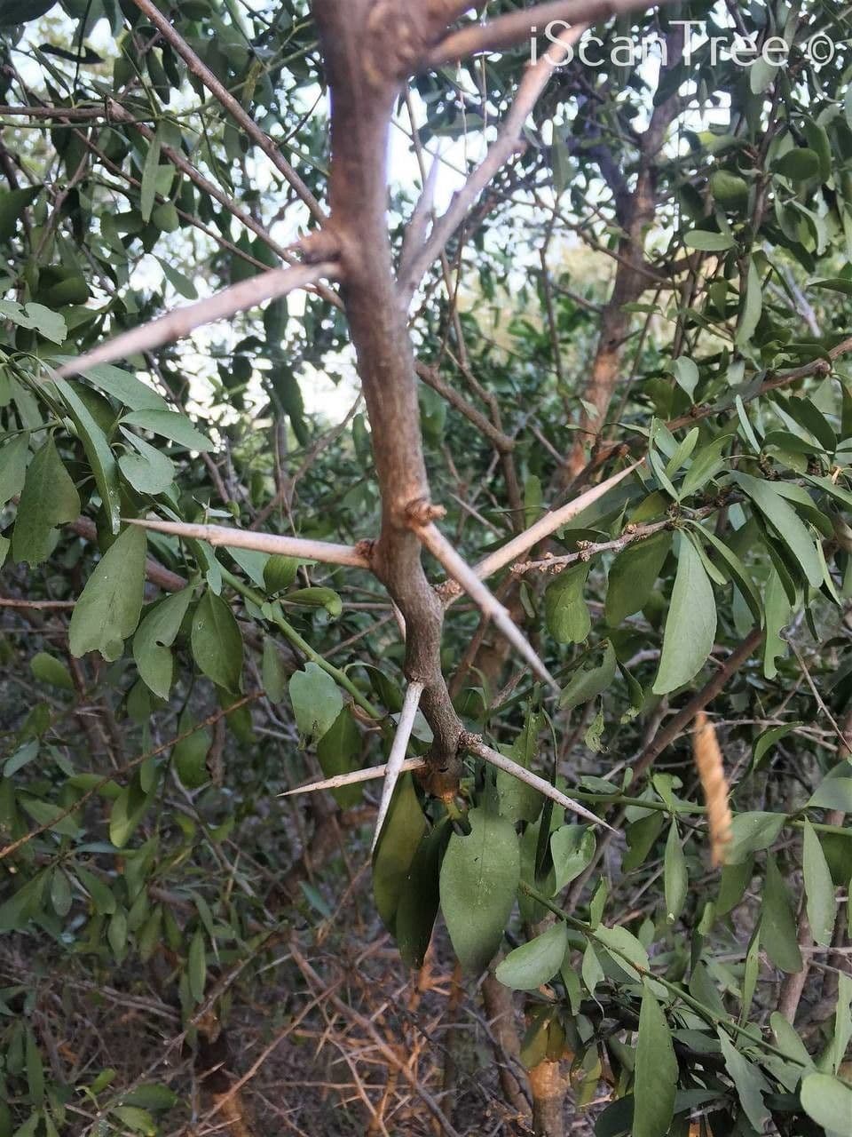 Gymnosporia 21