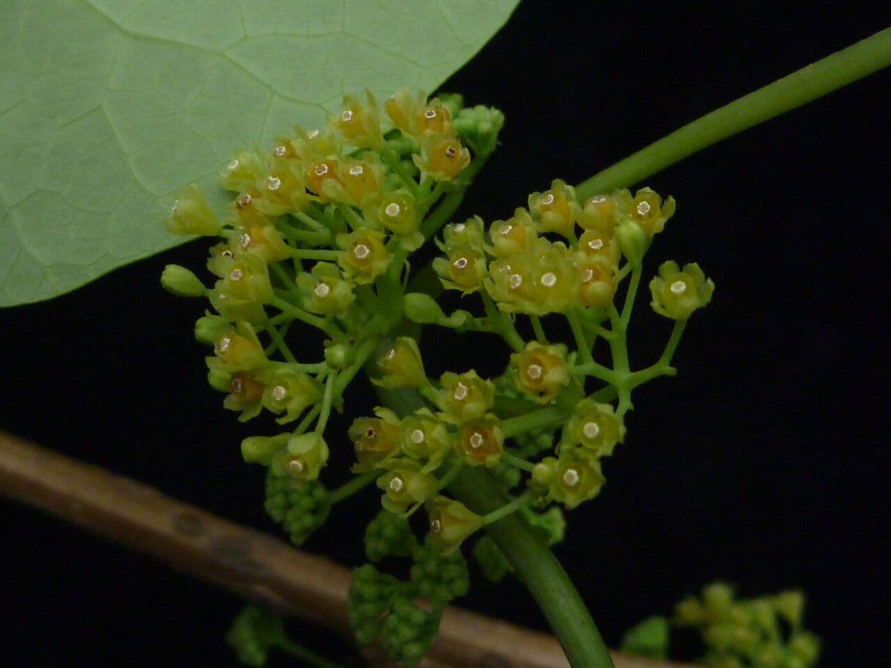 Cissampelos pareira 8