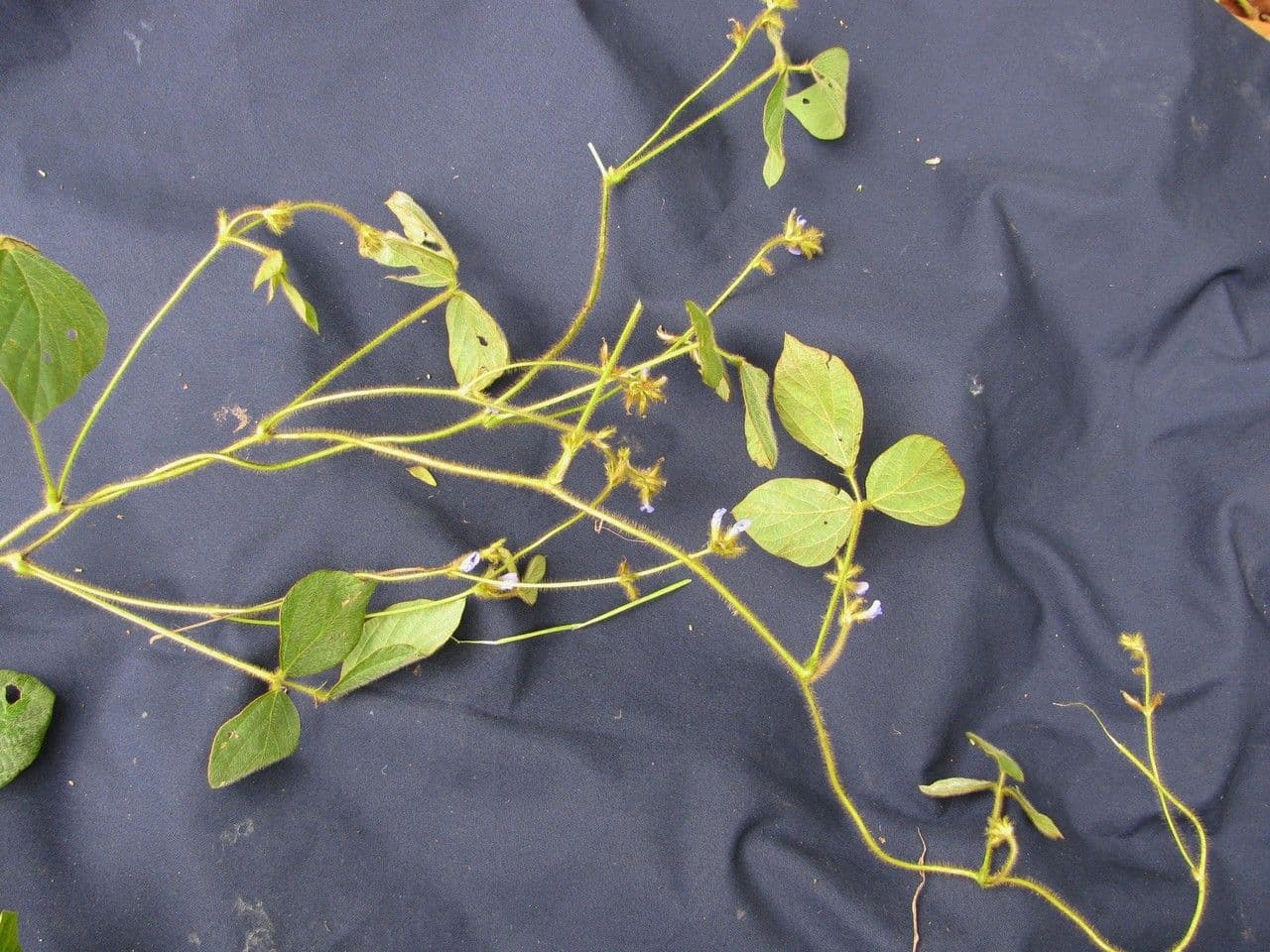 Calopogonium 24