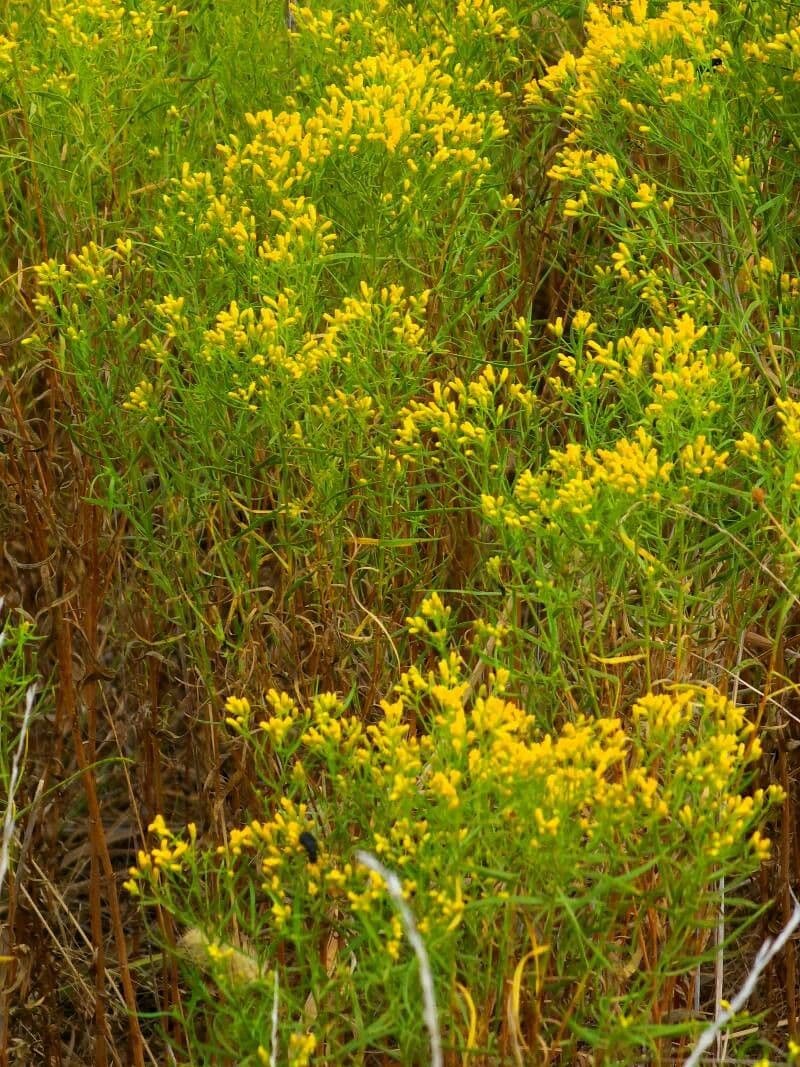 Chrysothamnus à feuilles collantes 16
