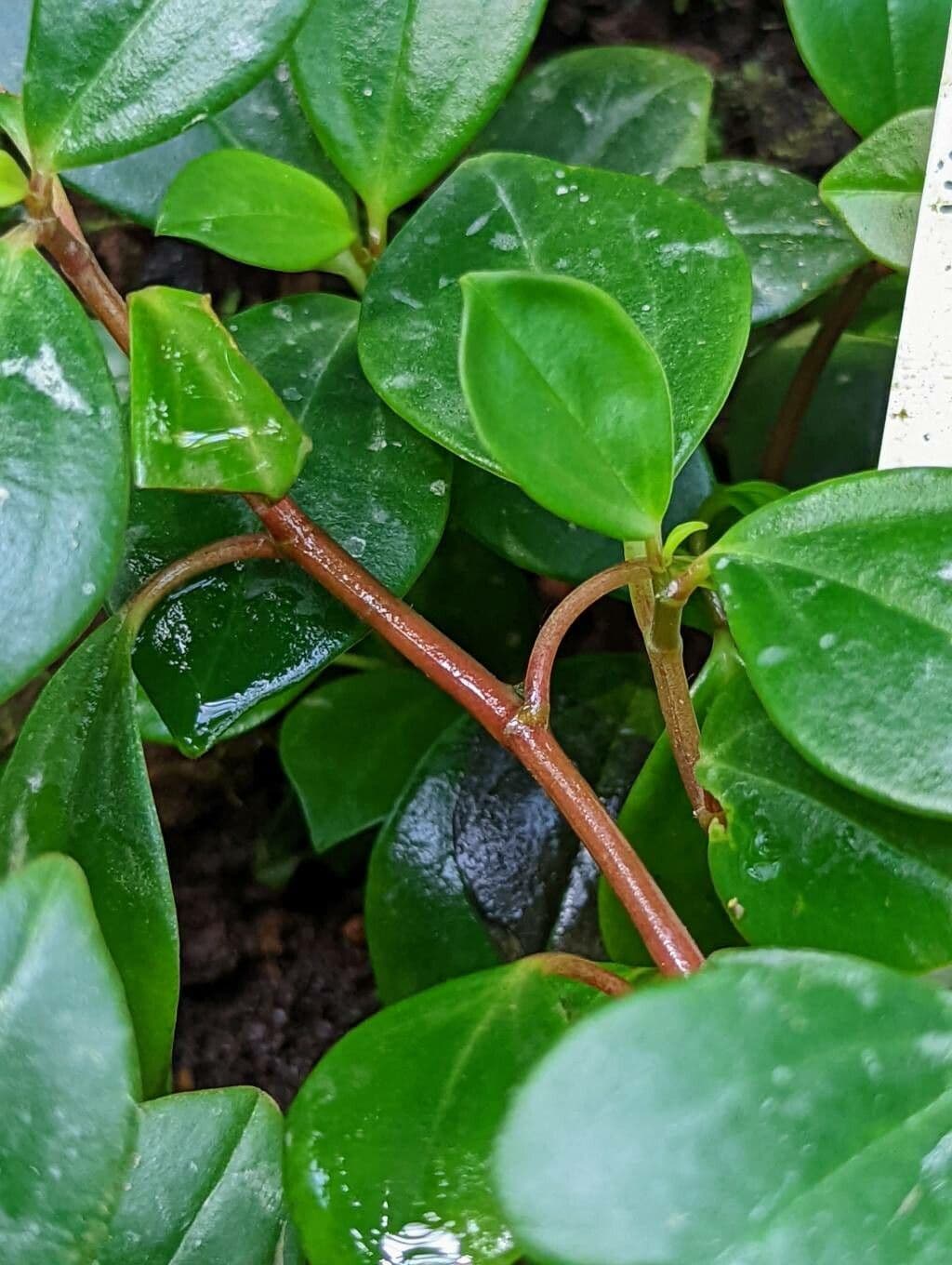 Peperomia glabra 15