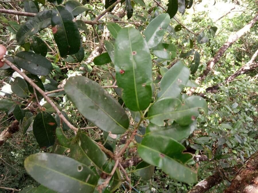 Pouteria 8