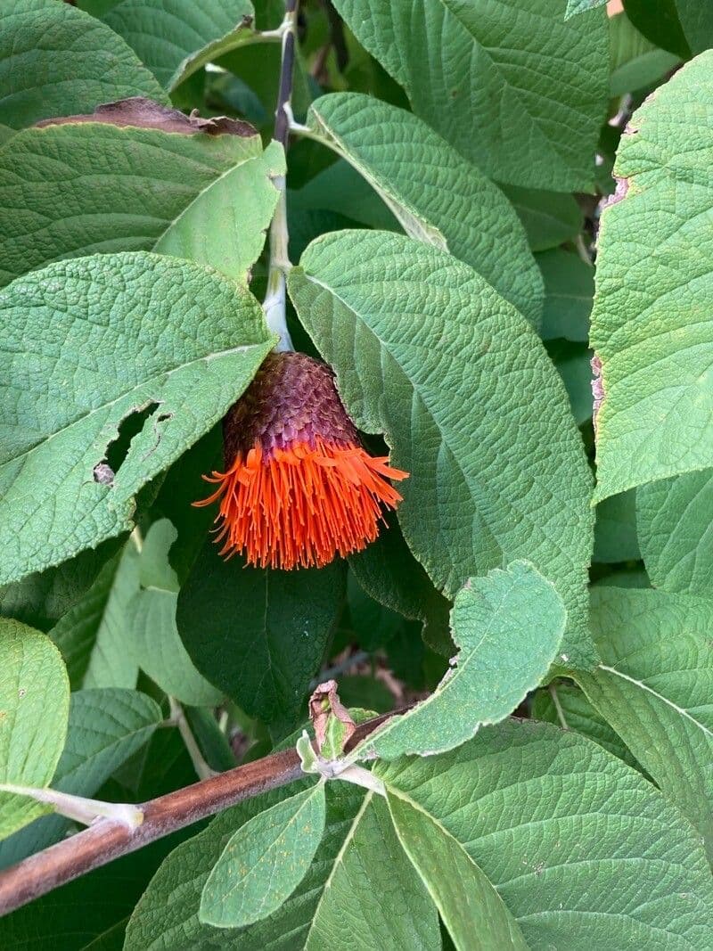 Cnicothamnus 6