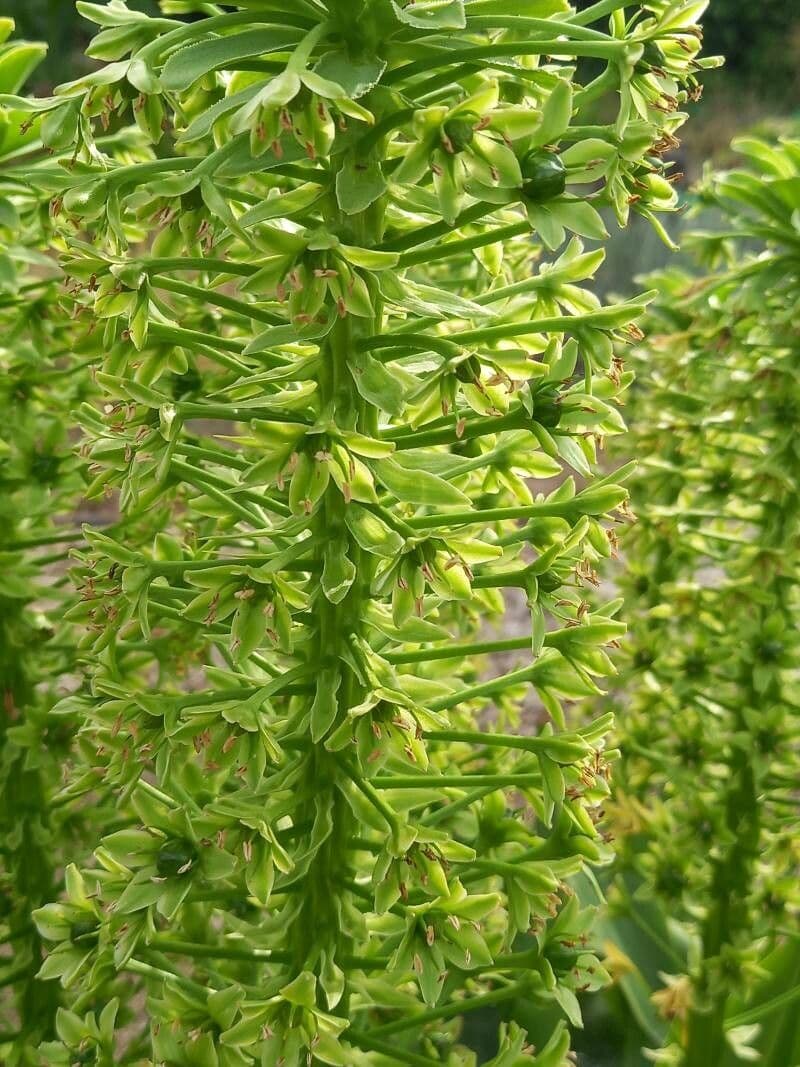Eucomis