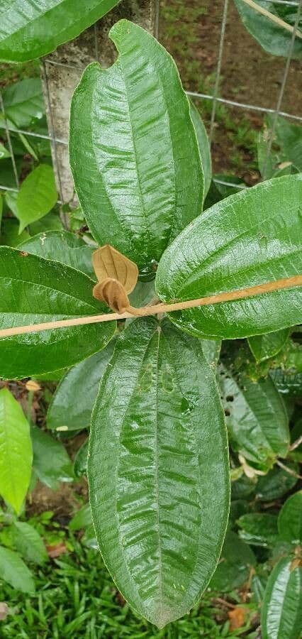 Miconia bianca 12