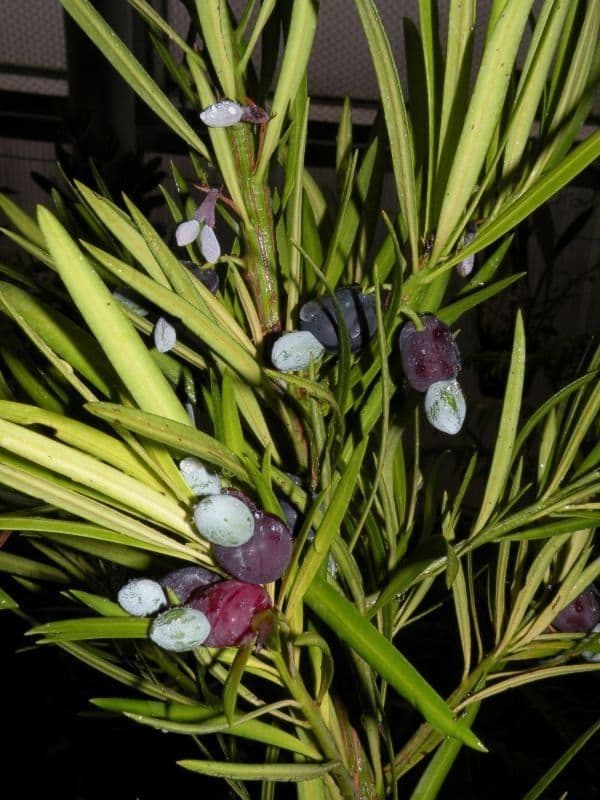Podocarpus macrophyllus 2