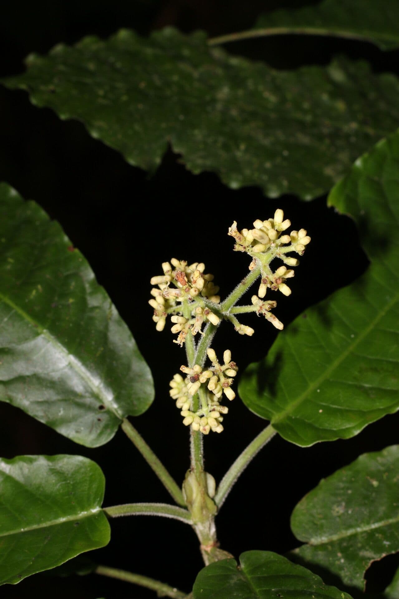 Psychotria 7