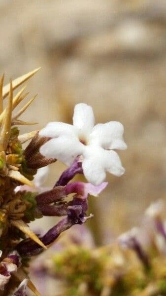 Junellia 4