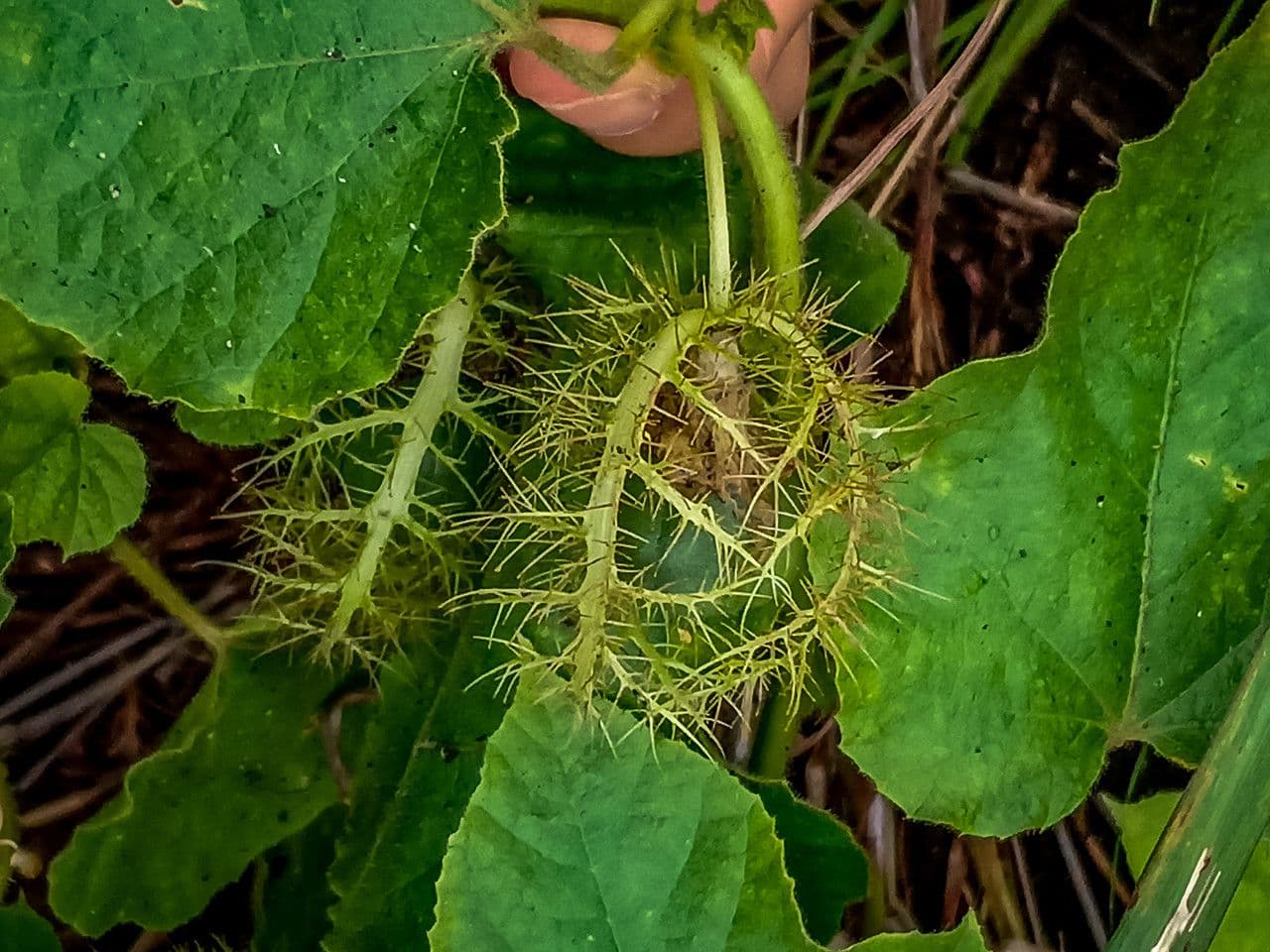 Passiflora fetida 18