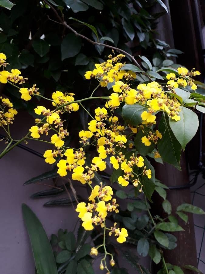Wydler's dancing-lady orchid 7