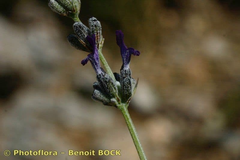 Lavanda lanata 2