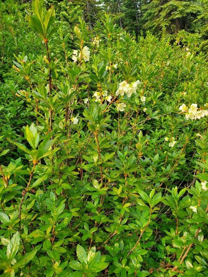 Rododendro albiflorum 18