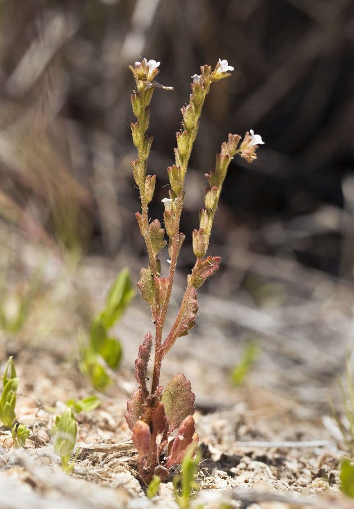 Phacelia 2