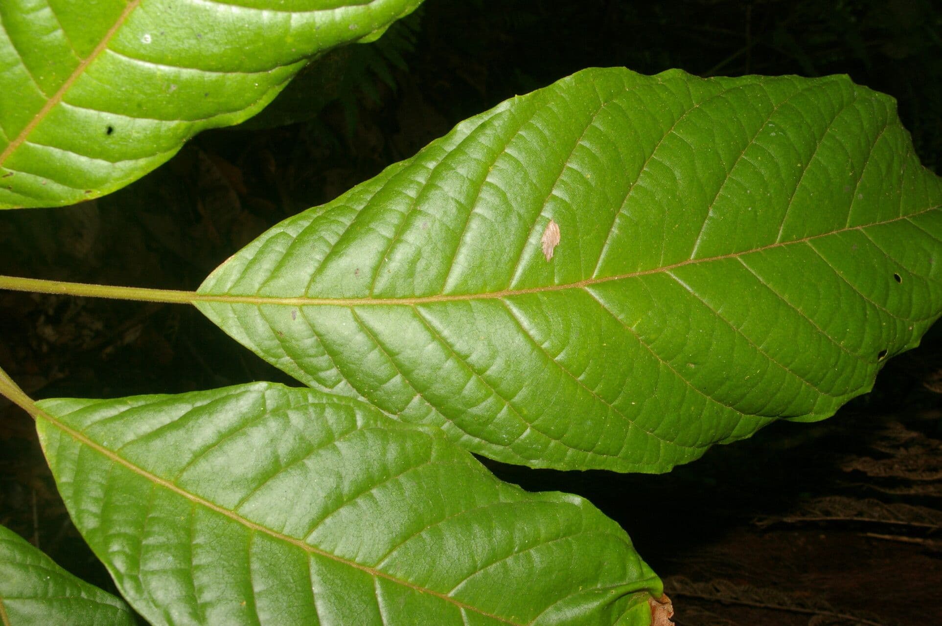 Meliosma 6