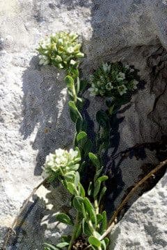 Telephium imperati 15
