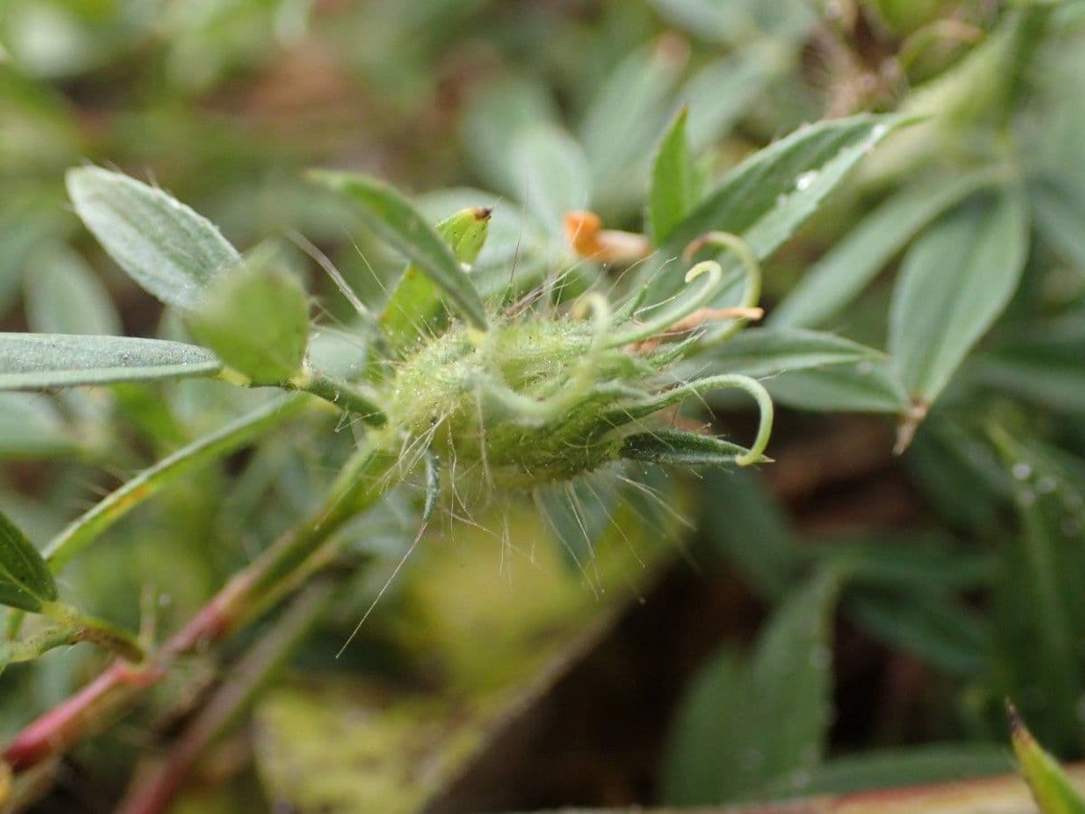 Strauchige Bleistiftblume