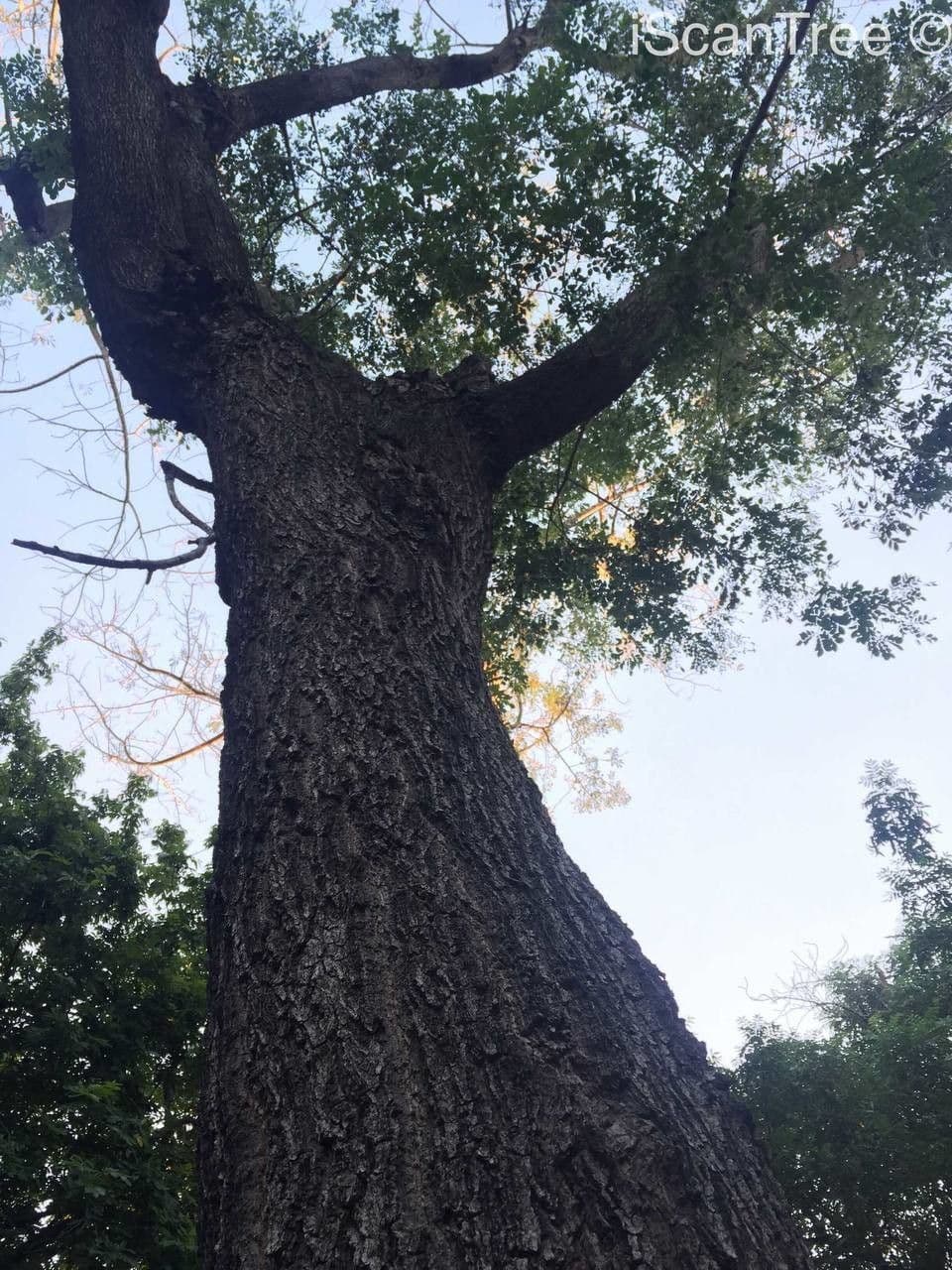 Albizia 8