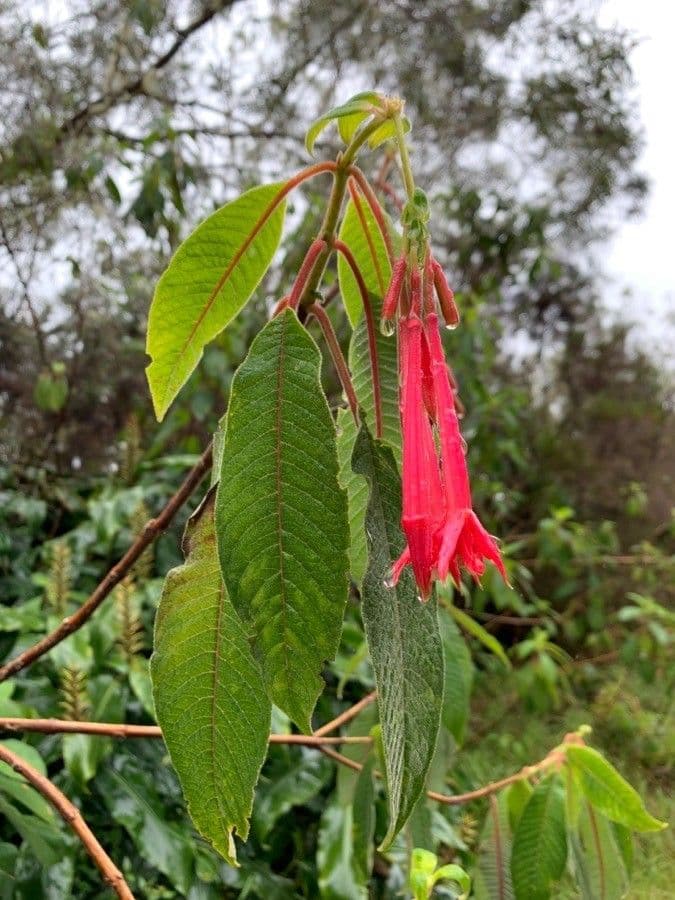 Fuchsien 18