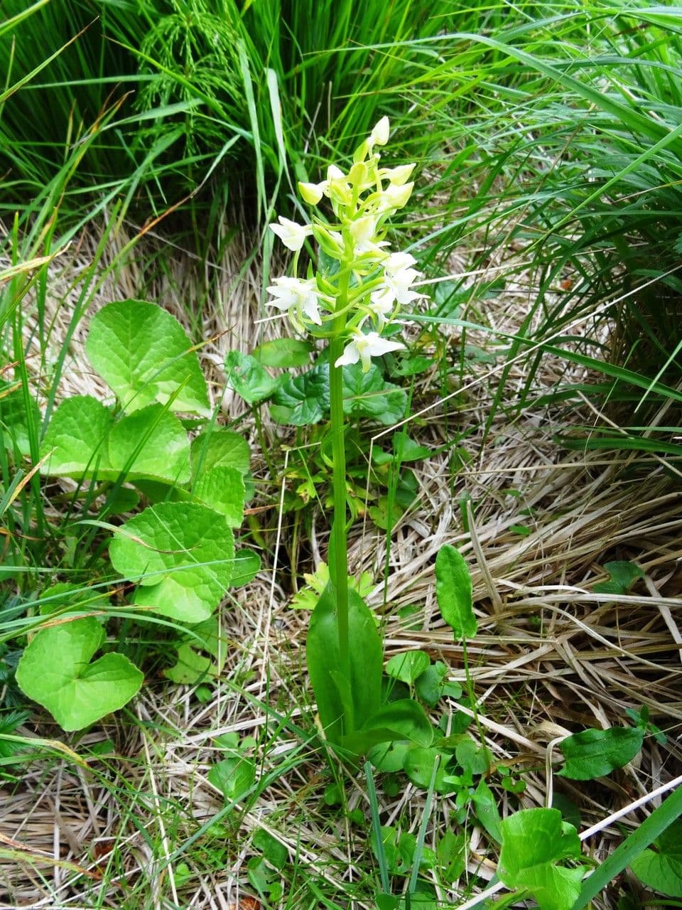 Platantera verdastra 13