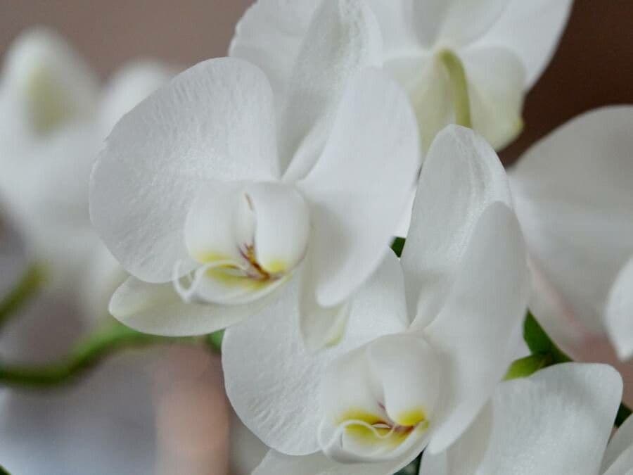 Orchidea farfalla 4