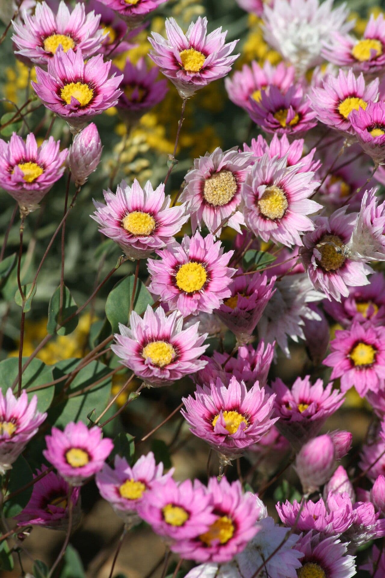 Mangles-Papierblume