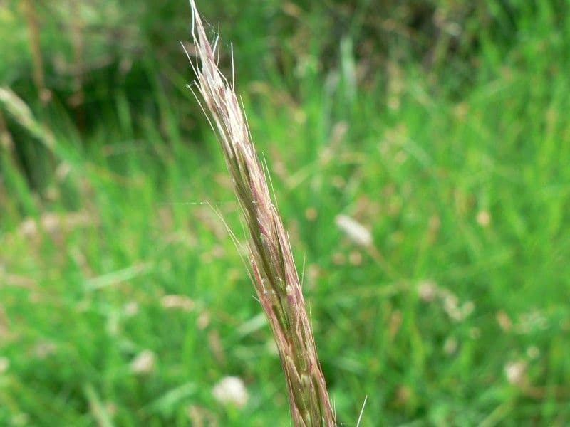 Grannenhafer