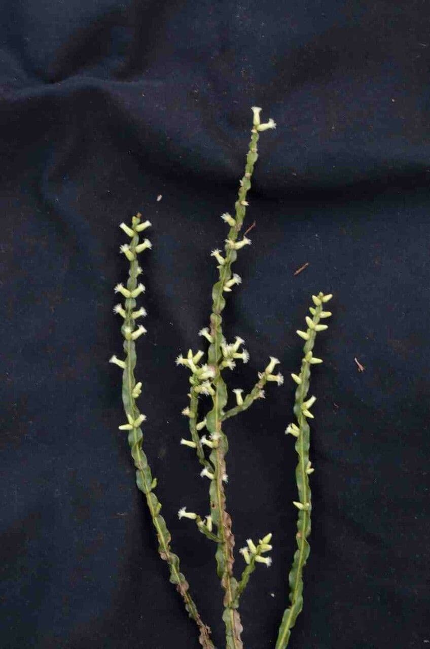 Baccharis 13