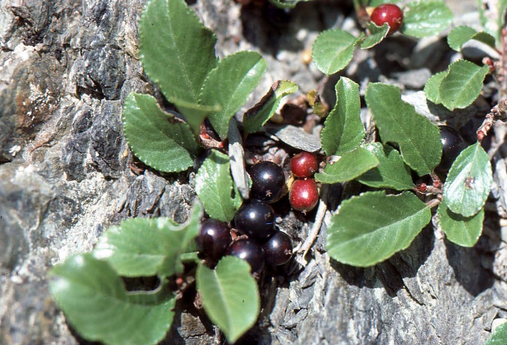 Krušina 2